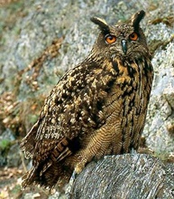 owl-afbeelding-kerkuil
