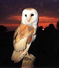 owl-afbeelding-oehoe