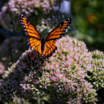 Butterfly_on_Sedum_(11967088205)