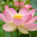 Roze lotus bloem