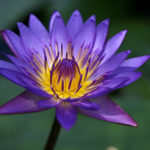 Paarse lotus bloem