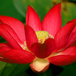 Rode lotus bloem