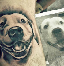 Portret hond op onderarm